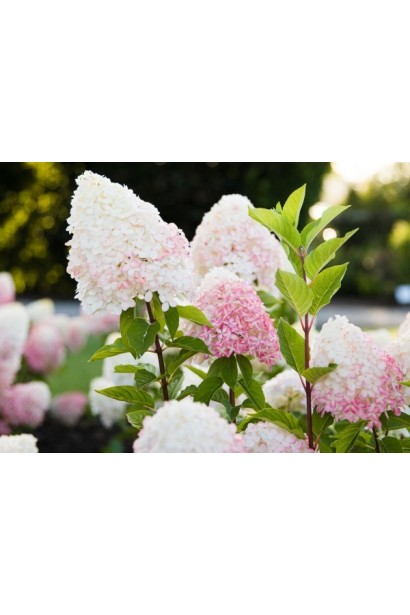 Гортензия метельчатая `Ливин Пинк энд Роуз`